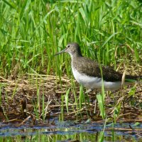 черныш :: gawrilа - dan