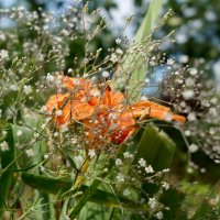 Лилейник в объёме :: sorovey Sol