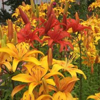 Цветы... :: Владимир Павлов Цветы... :: Владимир Павлов