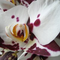 Фаленопсис :: Олег Иванов