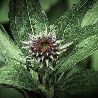 в саду... :: Владимир Шошин в саду... :: Владимир Шошин