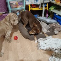 Давай поиграем... :: Мария Васильева Давай поиграем... :: Мария Васильева