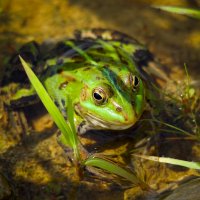 лягушка :: Олег Алексеев