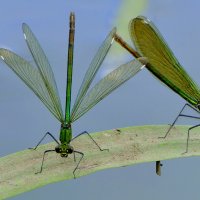 позавчера на балу красоток 2 :: Александр Прокудин
