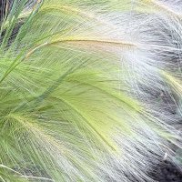 Дуновение ветра :: Мария - Maria