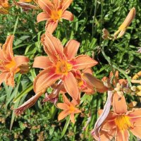 Лилейник :: Сапсан 