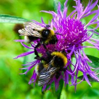Трудоголики шмели. :: Милешкин Владимир Алексеевич Трудоголики шмели. :: Милешкин Владимир Алексеевич