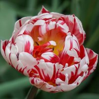 Тюльпан :: Ольга Тюльпан :: Ольга