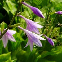 Городские цветы. :: Милешкин Владимир Алексеевич 