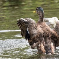 *** :: Владимир Безбородов