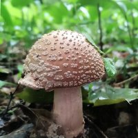 Мухомор серо-розовый :: Ольга Довженко