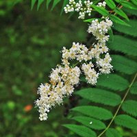 Июль...В сквере Победы зацвел рябинник! :: Владимир 