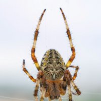 *** :: Виктор Иванович Чернюк