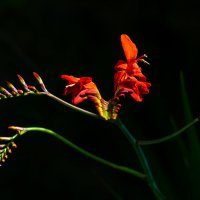 Пробуждение. :: Игорь Викторов