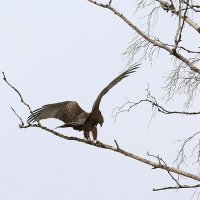 На любимую присаду. :: Михаил Белоусов
