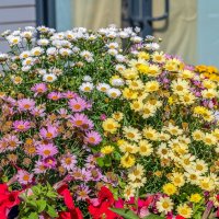 Клумба у дома :: Валерий Иванович