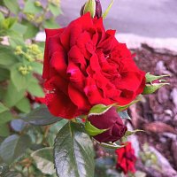 Розы, ах розы! :: Любовь Сахарова Розы, ах розы! :: Любовь Сахарова