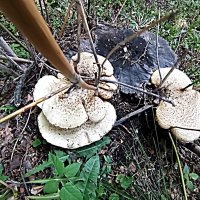 После дождя. :: Владимир Драгунский