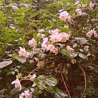 Цветы. :: Владимир Драгунский