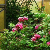 В саду :: Людмила Смородинская