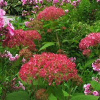 Яркая гортензия :: Людмила Смородинская