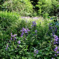 Campanula cespitosa колокольчики,,, :: Анатолий Колосов Campanula cespitosa колокольчики,,, :: Анатолий Колосов