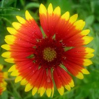 Летнее :: Елена Семигина Летнее :: Елена Семигина