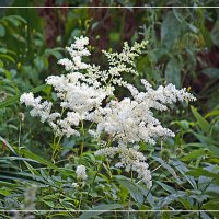 Белое на тёмном :: Владимир Кроливец