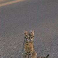 Дорогу надо правильно переходить гражданин. :: Giant Tao /