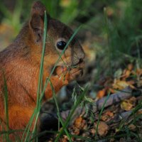 Ореховая дегустация :: Магомед .