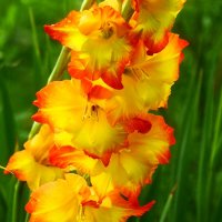 Пора гладиолусов :: Юрий. Шмаков