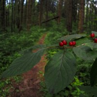 По Лесным Дорожкам :: юрий поляков