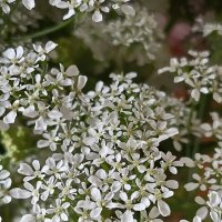 Спирея. :: Лилия *