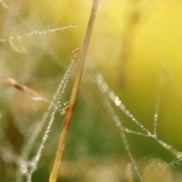 *** :: Елена Kазак (selena1965)