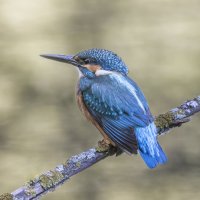 зимородок :: юрий макаров зимородок :: юрий макаров