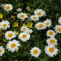 Ромашки :: Рита Симонова Ромашки :: Рита Симонова