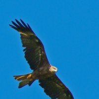 черный коршун :: gawrilа - dan