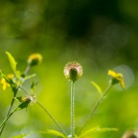 ___ :: Yuriy V ___ :: Yuriy V