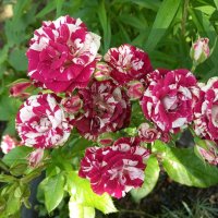 Розочки :: BoxerMak Mak