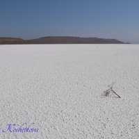 Природа Крыма :: Amazing Cosmea