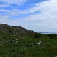 Природа Крыма :: Amazing Cosmea