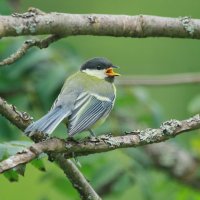 птенец  большой синички :: Andrey Bragin 