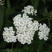 Тысячелистник :: Freddy 97