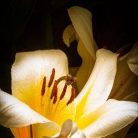 Лилия...наверное. :: Николай Мокшин