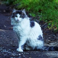 Грация :: Леонид leo