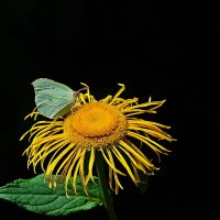 *** :: Леонид leo