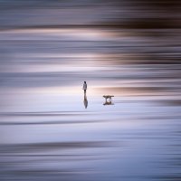 Девушка с лабрадором! Fine Art :: Игорь Геттингер (Igor Hettinger)