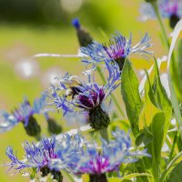 синие цветы :: Алексей Булак