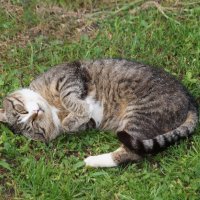 После сытного ужина :: Валерий Судачок