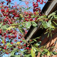 Июль. :: Венера Чуйкова